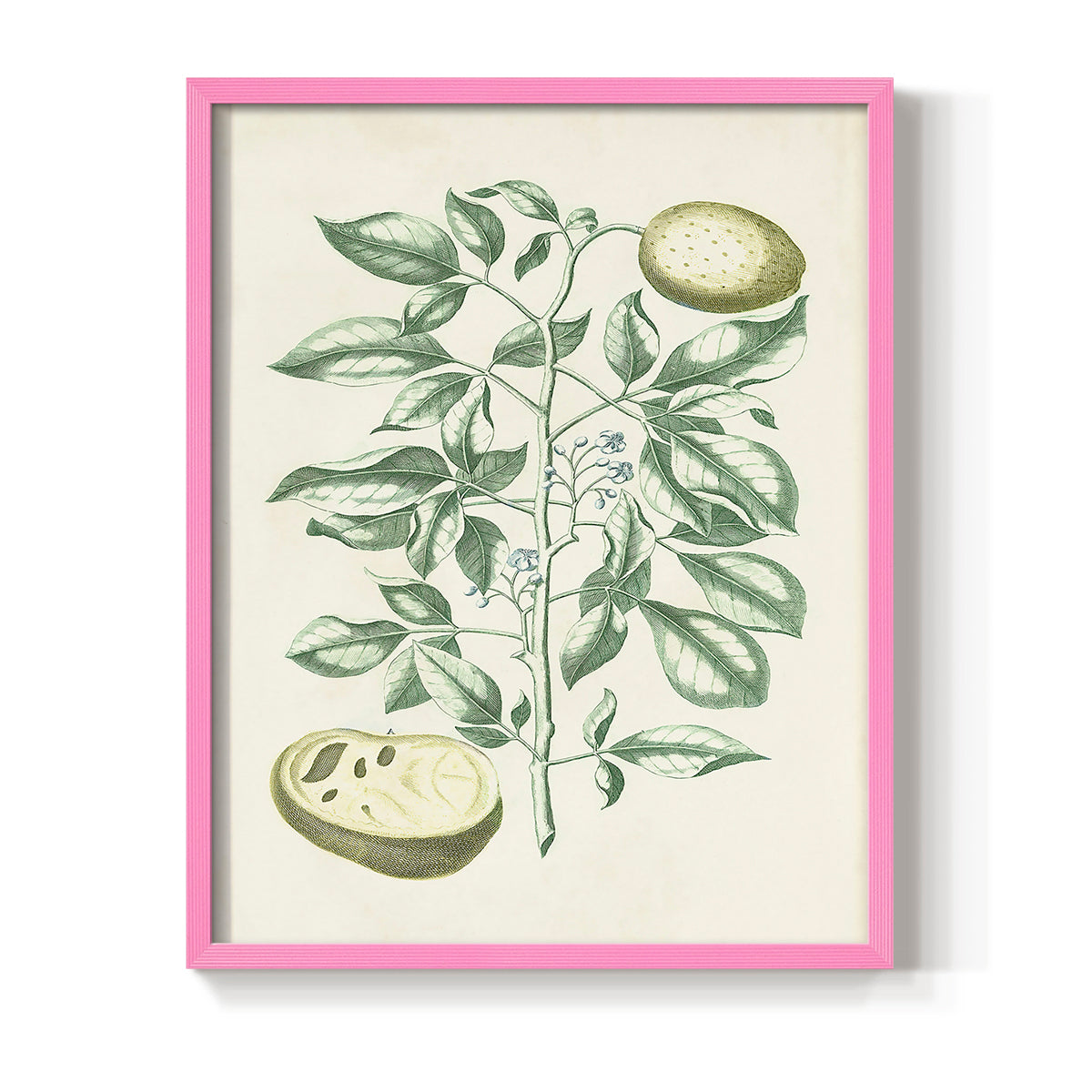 Buchoz Tropicals III - Restickable Framed Art Print