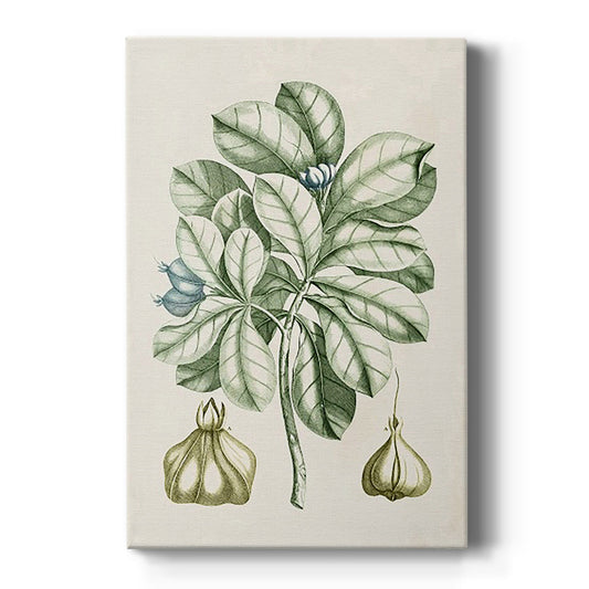 Buchoz Tropicals IX - Canvas Art Print