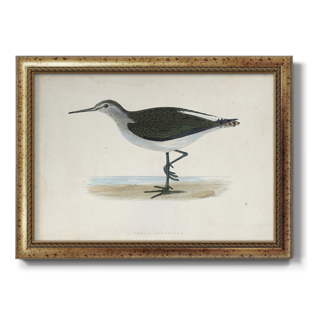 Morris Sandpipers VI Premium Framed Canvas- Ready to Hang