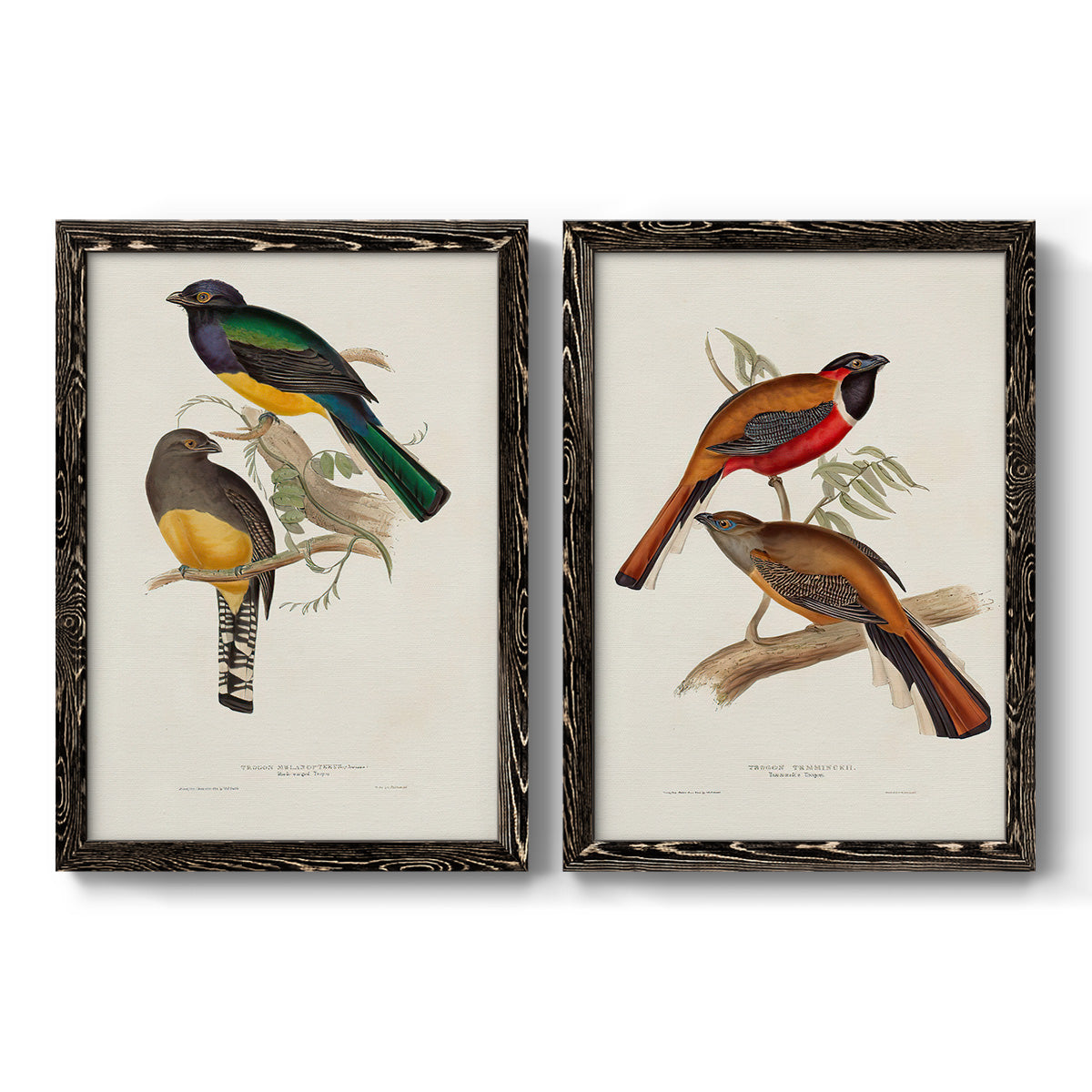 Elegant Trogons III - Premium Framed Canvas 2 Piece Set - Ready to Hang