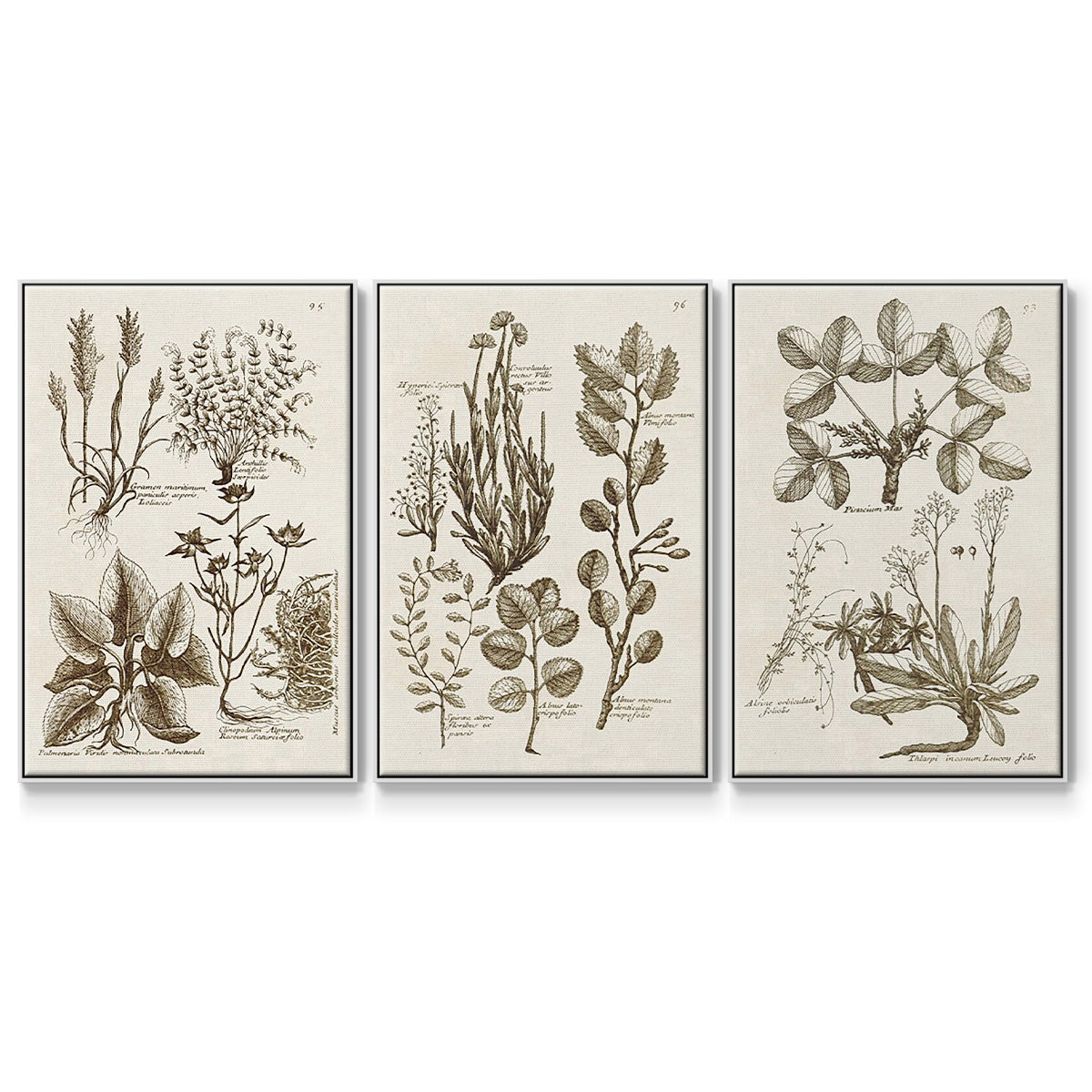 Sepia Botanical Journal VI - Framed Premium Gallery Wrapped Canvas L Frame 3 Piece Set - Ready to Hang