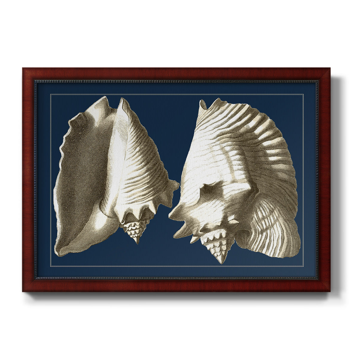 Conch Shells on Navy I Premium Framed Canvas- Ready to Hang