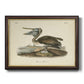 Audubons Brown Pelican - Ornate Framed Canvas Print