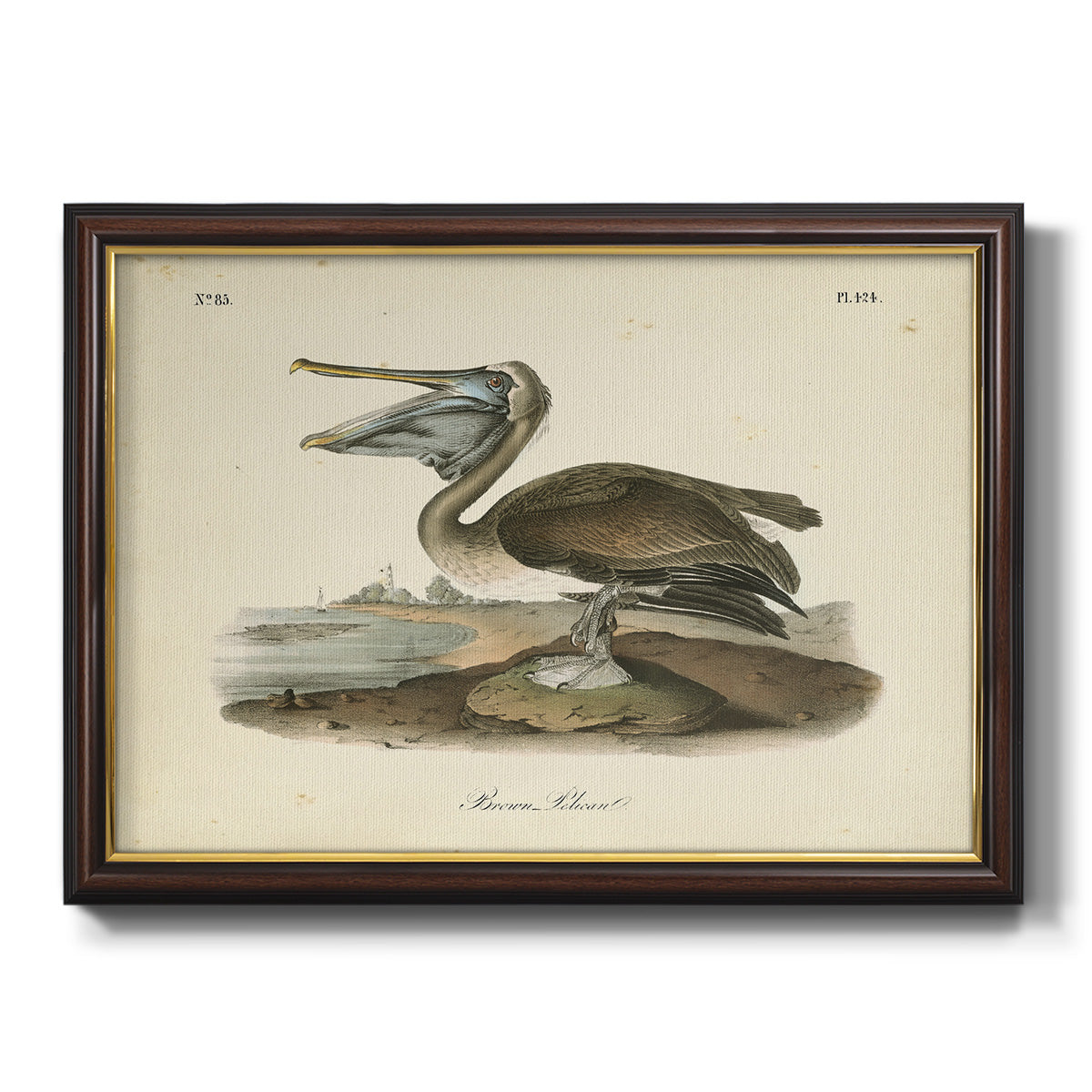 Audubons Brown Pelican - Ornate Framed Canvas Print