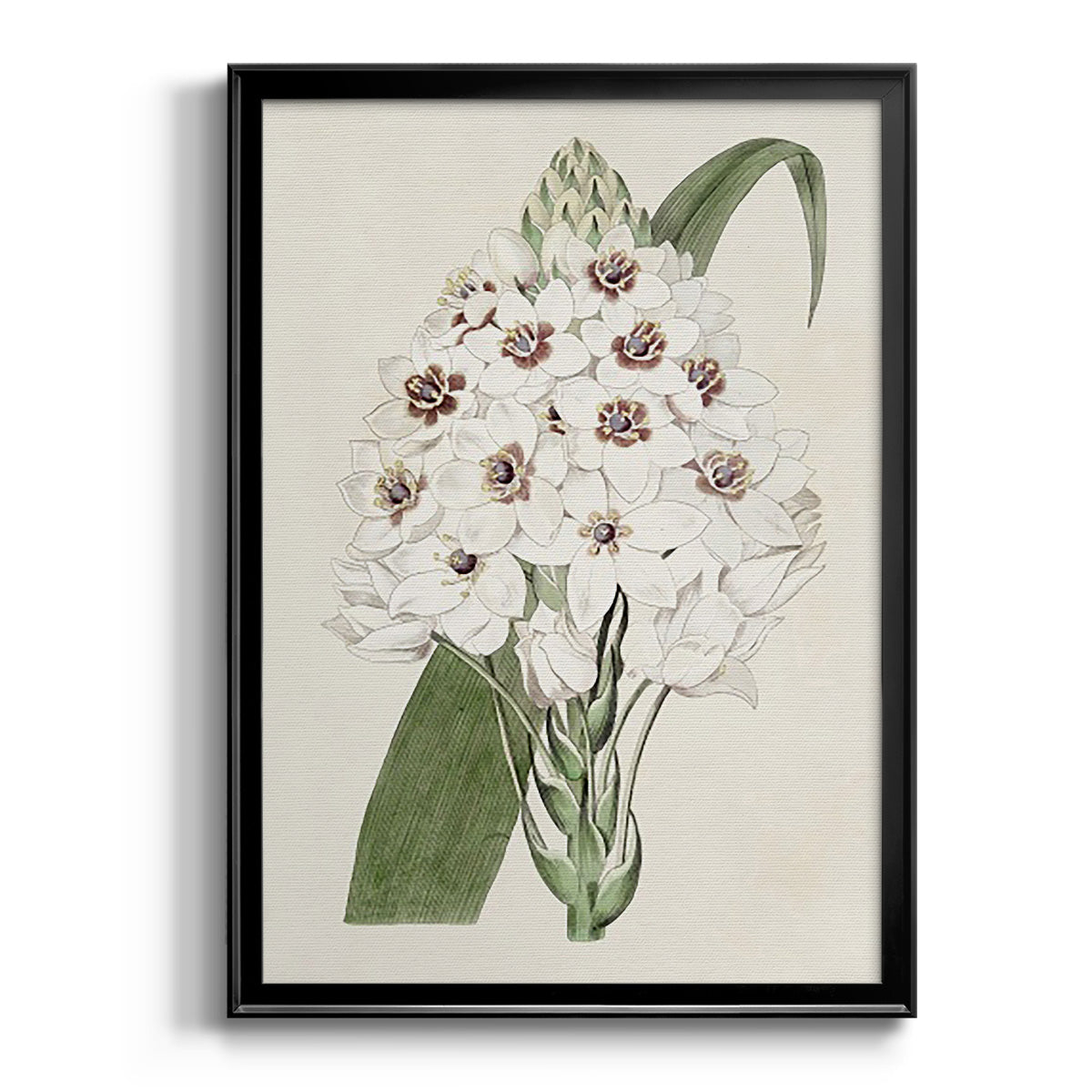 Flore Albo II - Modern Framed Canvas Print