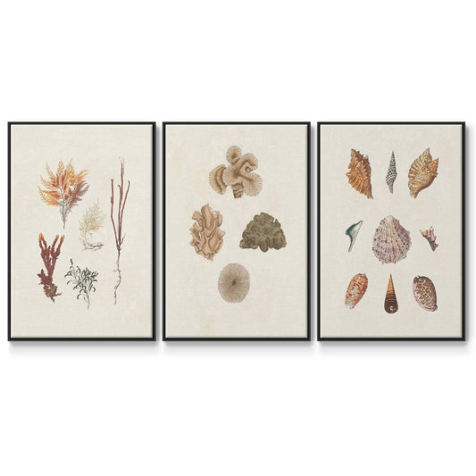 Knorr Shells & Coral VI - Floater Framed Canvas Set