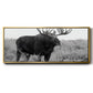 Grand Teton Bull Moose - Floater Framed Canvas Print