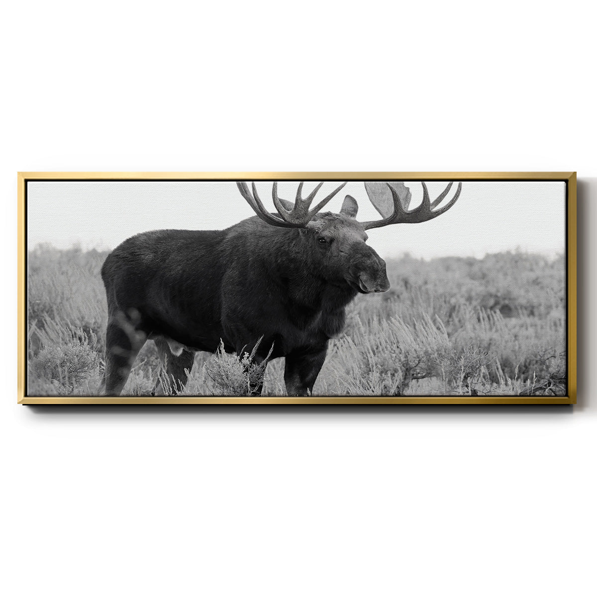 Grand Teton Bull Moose - Floater Framed Canvas Print