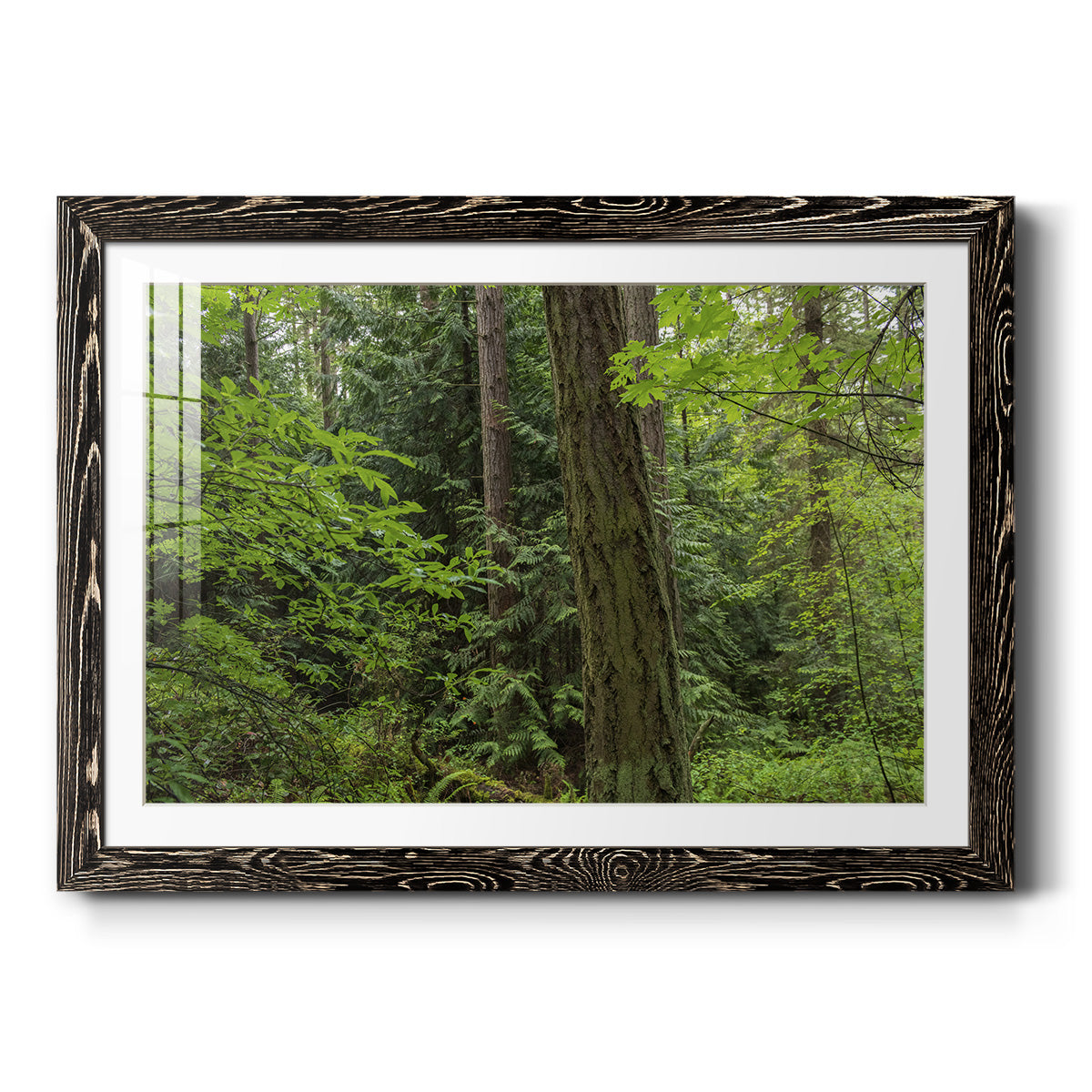 Calm of the Forest - Barnwood Framed Art Print