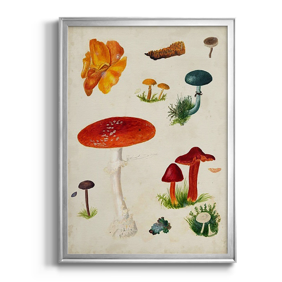Mushroom Species VIII - Modern Framed Canvas Print