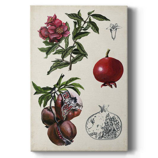 Pomegranate Composition II - Canvas Art Print