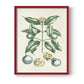 Buchoz Tropicals VII - Restickable Framed Art Print