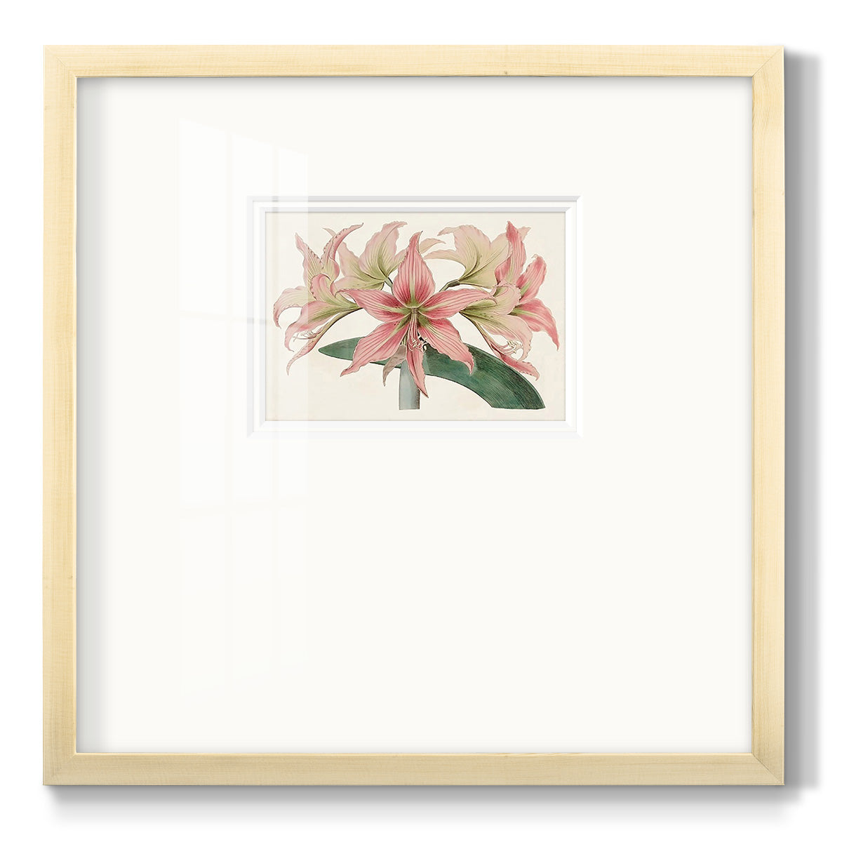 Amaryllis Varietals I - Double Matboard Framed Print