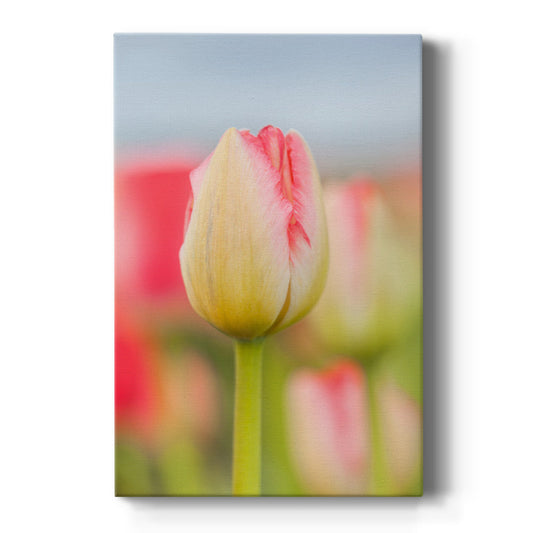 Twotone Tulip - Canvas Art Print