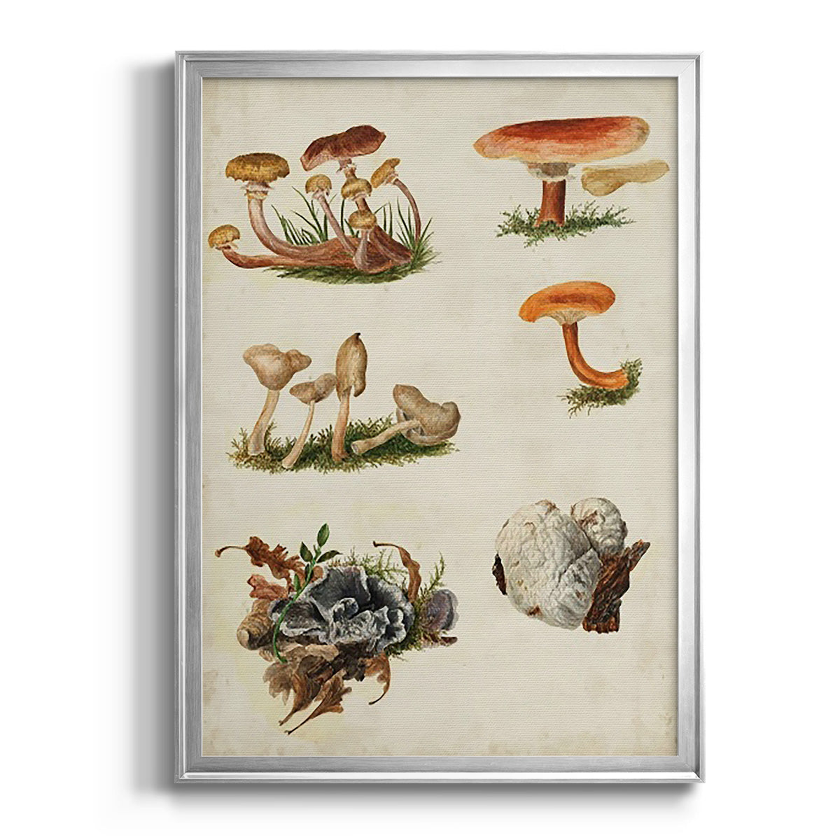 Mushroom Species X - Modern Framed Canvas Print