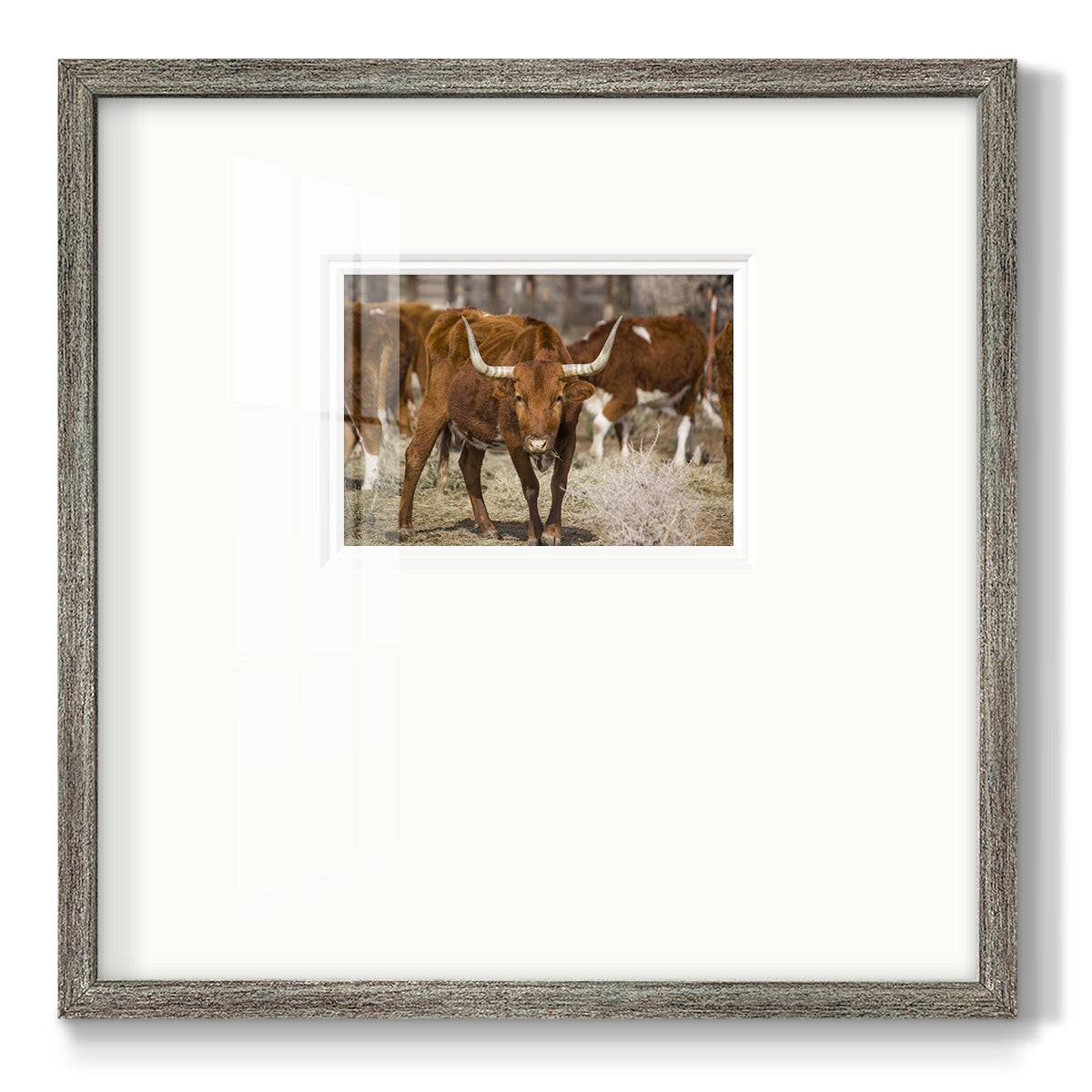 Longhorns - Double Matboard Framed Print