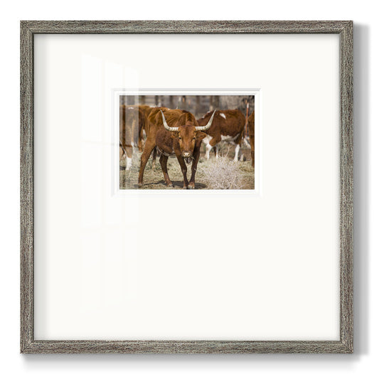 Longhorns Premium Framed Print Double Matboard