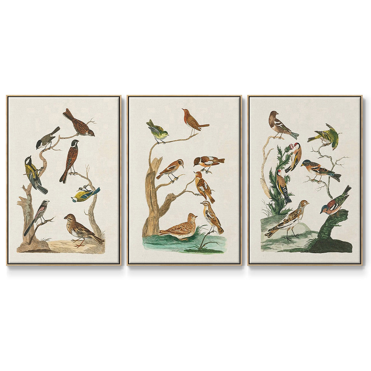 Antique Birds in Nature I - Floater Framed Canvas Set