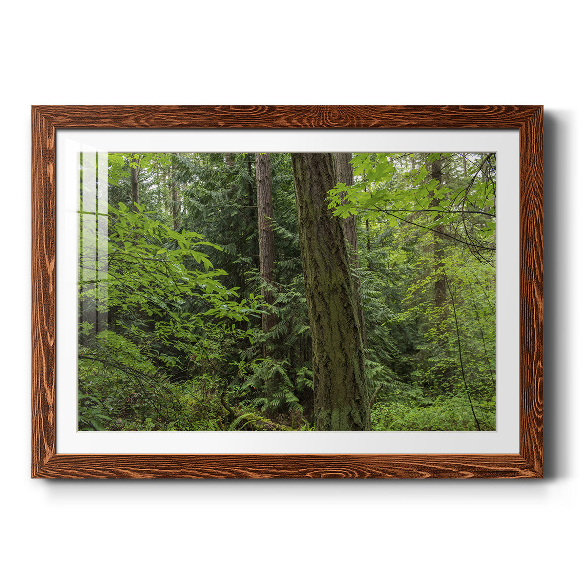 Calm of the Forest - Barnwood Framed Art Print