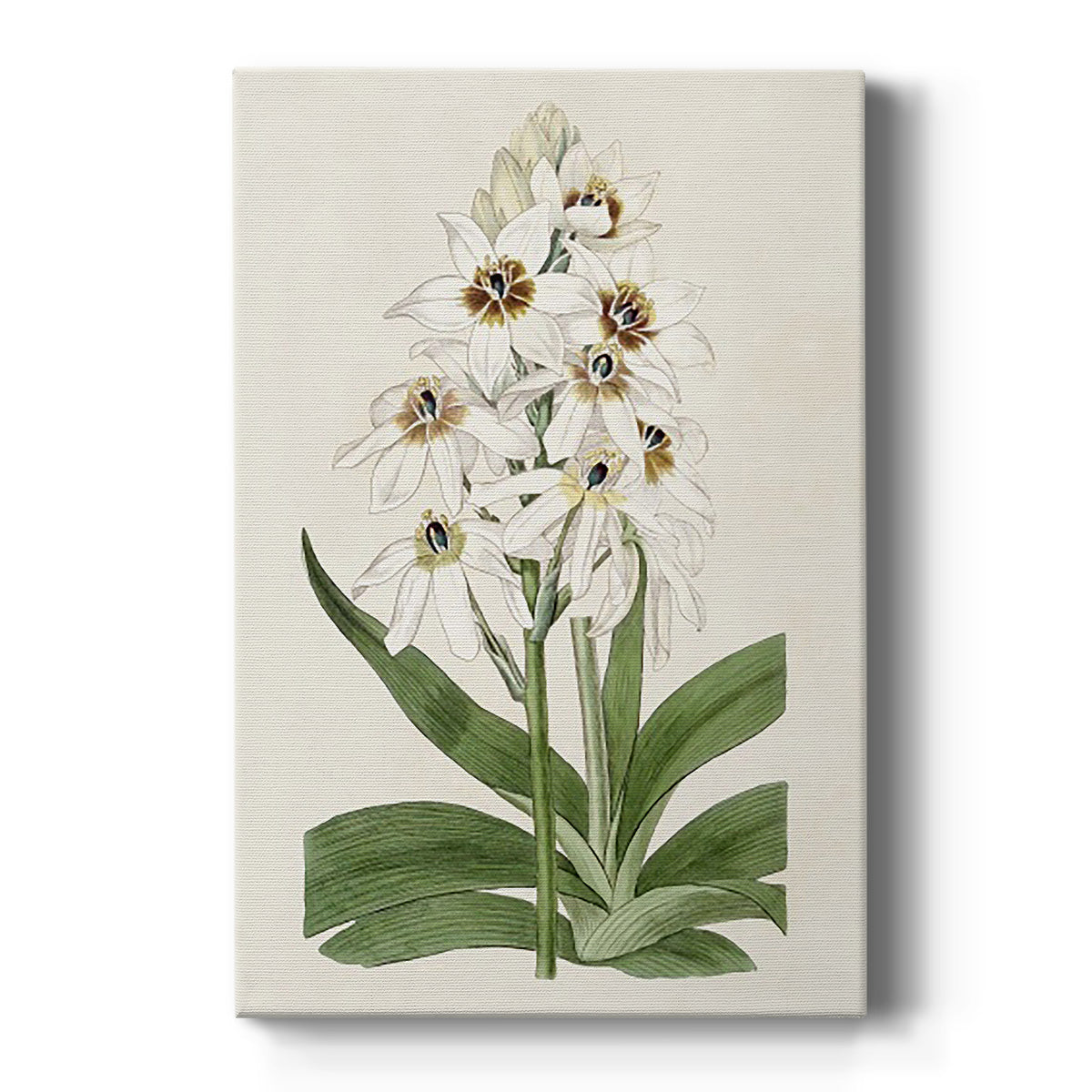 Flore Albo I Premium Gallery Wrapped Canvas - Ready to Hang