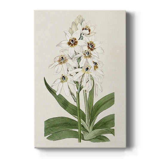 Flore Albo I - Canvas Art Print