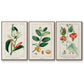 Turpin Tropical Botanicals IV - Framed Premium Gallery Wrapped Canvas L Frame 3 Piece Set - Ready to Hang