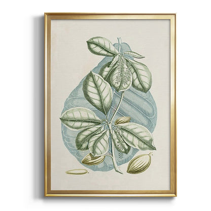 Buchoz Tropicals VI - Modern Framed Canvas Print