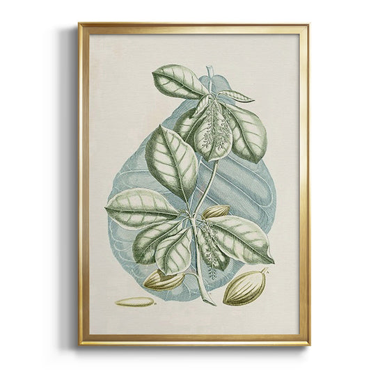 Buchoz Tropicals VI - Modern Framed Canvas Print