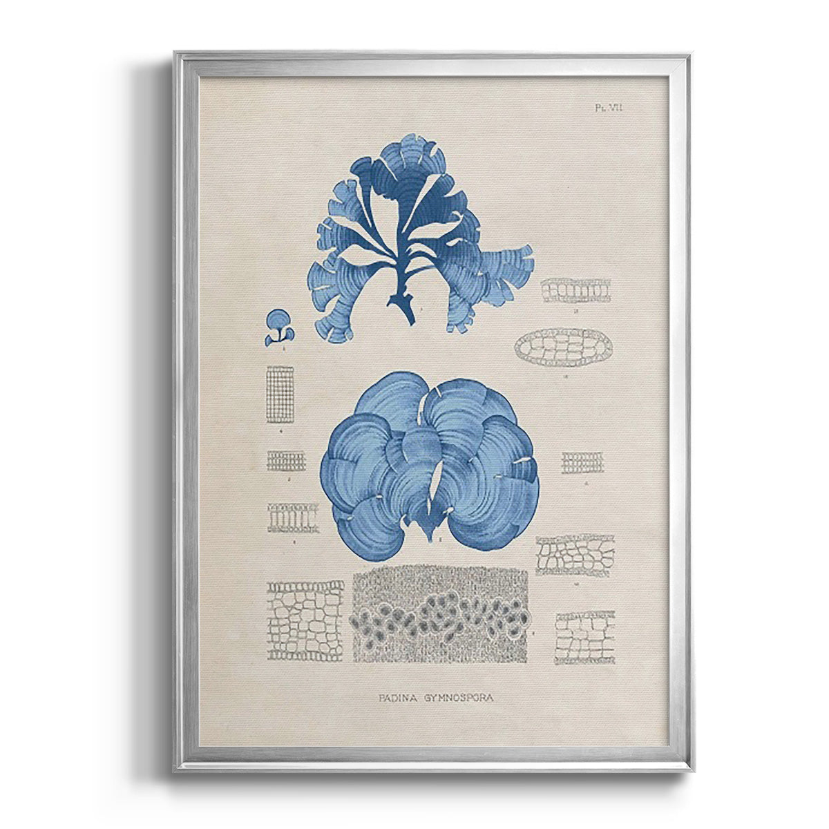 Blue Marine Algae IV -  Framed Canvas Print