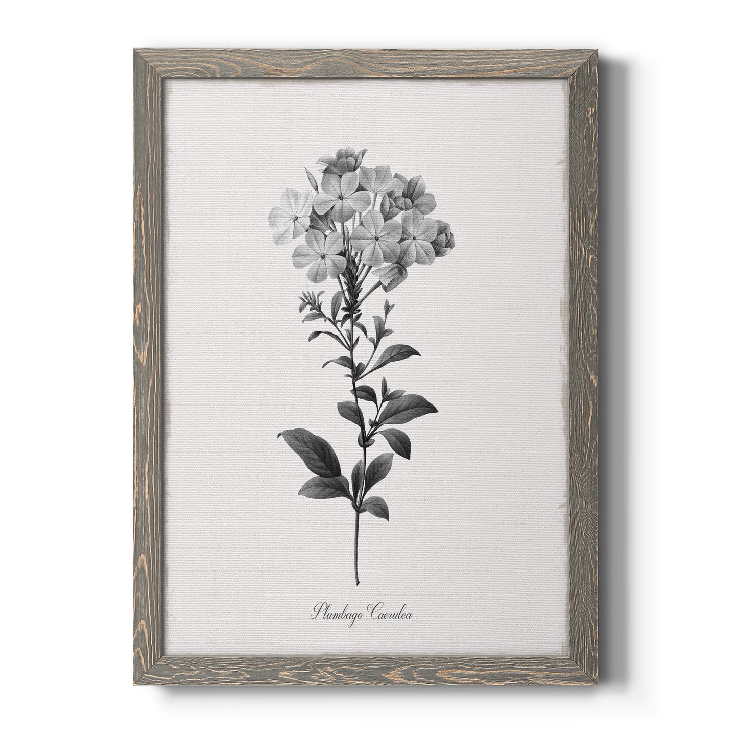 Simply Cape Leadwort - Barnwood Framed Canvas Print