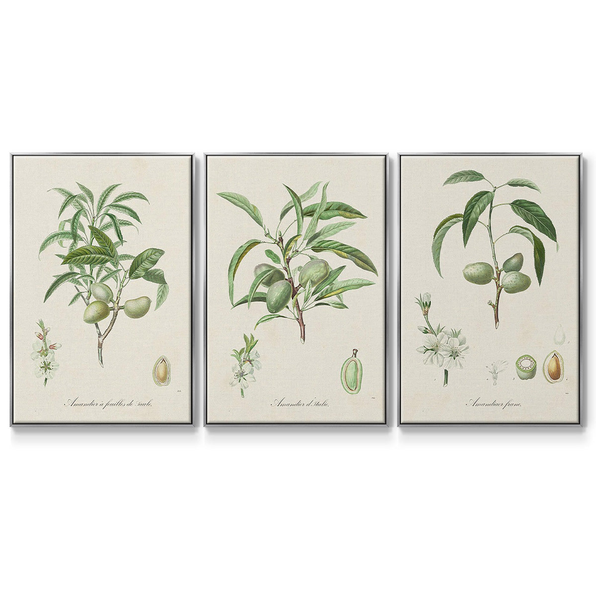 Antique Almond Botanical I - Floater Framed Canvas Set