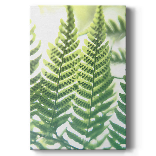 UA Fern Glow IV - Canvas Art Print