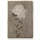 Pretty as a Peony I  -  Framed Canvas Print