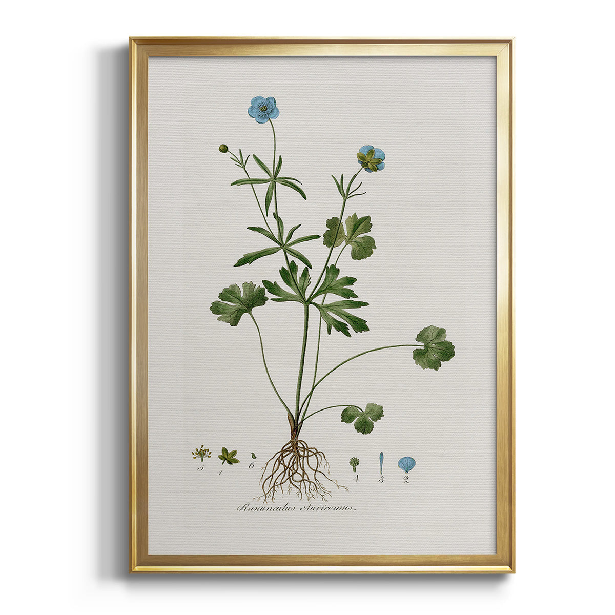 Buttercup Study - Modern Framed Canvas Print