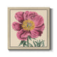 Peony Collection III - Canvas Art Print