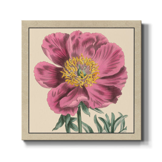 Peony Collection III - Canvas Art Print