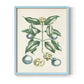 Buchoz Tropicals VII - Restickable Framed Art Print