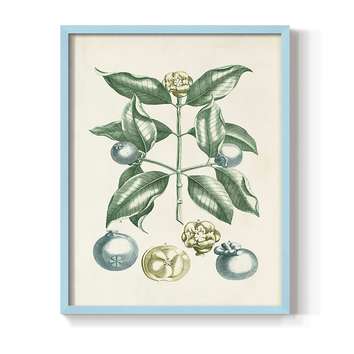 Buchoz Tropicals VII - Restickable Framed Art Print