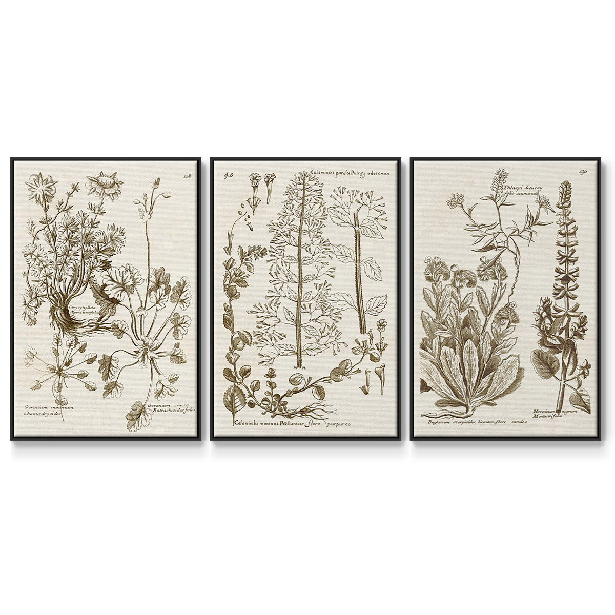 Sepia Botanical Journal IV - Framed Premium Gallery Wrapped Canvas L Frame 3 Piece Set - Ready to Hang