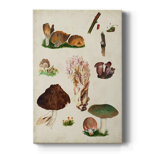 Mushroom Species IX - Canvas Art Print