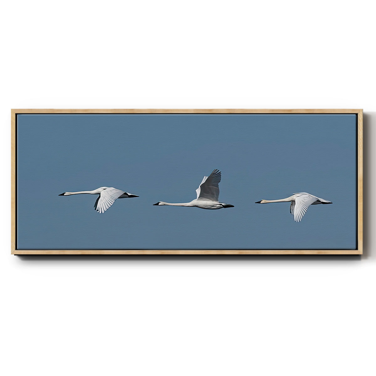 Wing Up Wing down - Floater Framed Canvas Print