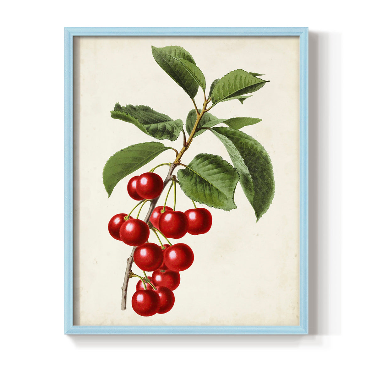 Antique Fruit II - Restickable Framed Art Print