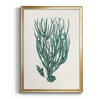 Antique Coastal Coral VIII - Modern Framed Canvas Print