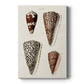 Cone Shell Collection I Premium Gallery Wrapped Canvas - Ready to Hang