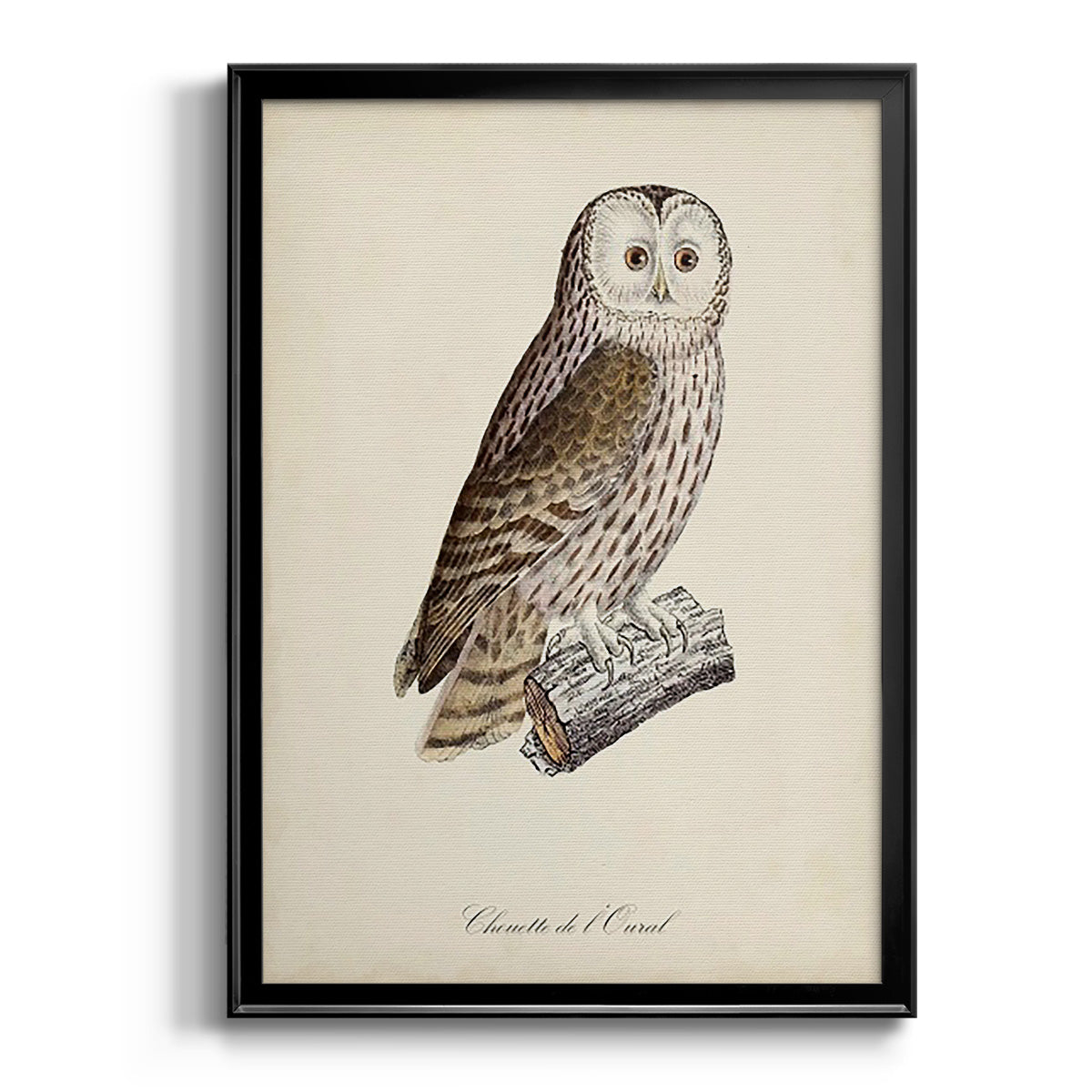 French Owls V - Modern Framed Canvas Print