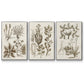 Sepia Botanical Journal VI - Floater Framed Canvas Set