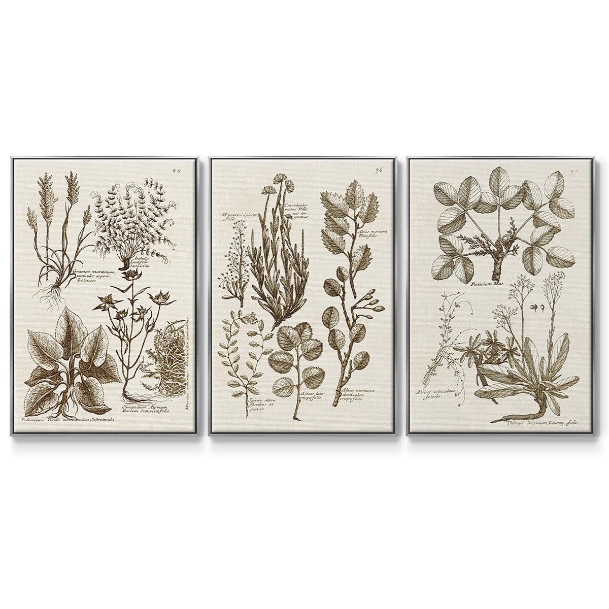 Sepia Botanical Journal VI - Floater Framed Canvas Set
