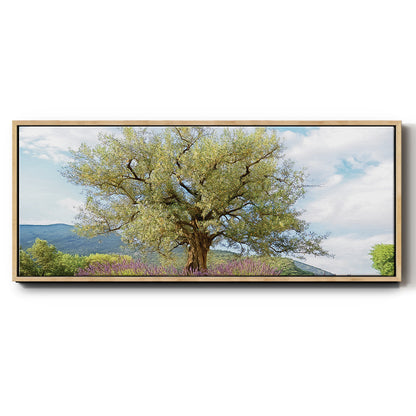 Olive Tree and Lavender - Floater Framed Canvas Print
