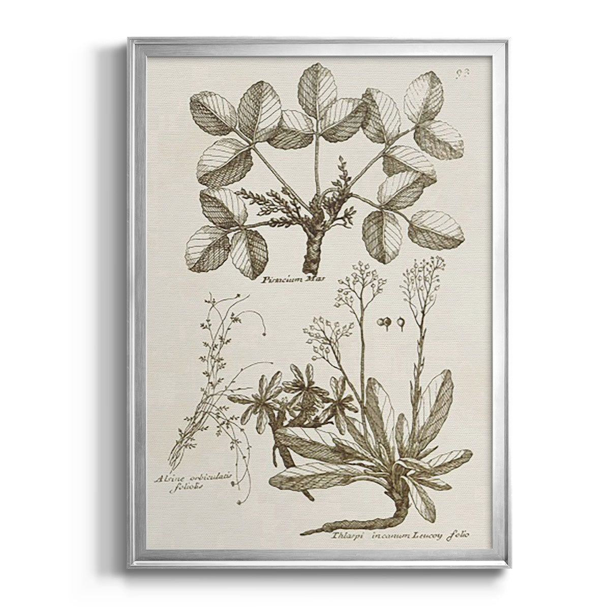 Sepia Botanical Journal VI - Modern Framed Canvas Print