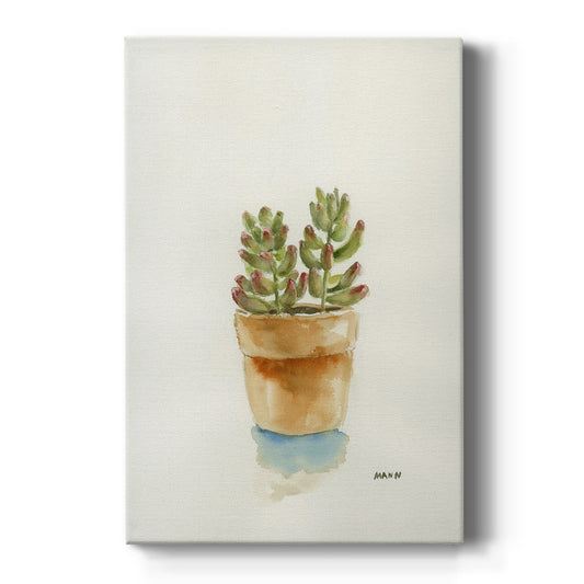 Succulent III - Canvas Art Print